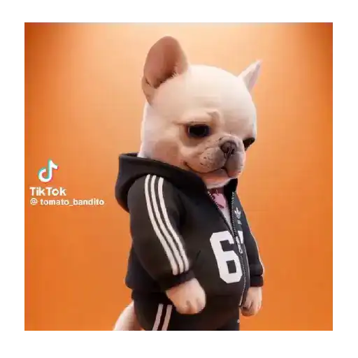 Perro Pibble Tiktok 🐶 ❤️