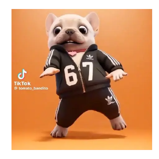 Perro Pibble Tiktok 🐶 ❤️