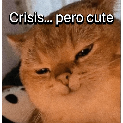 Gatitos con Estados Alterados