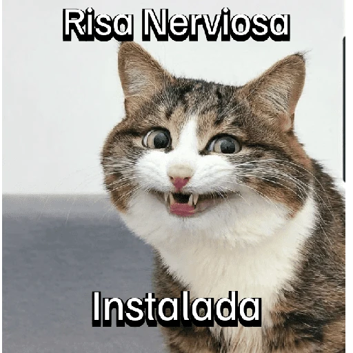 Gatitos con Estados Alterados