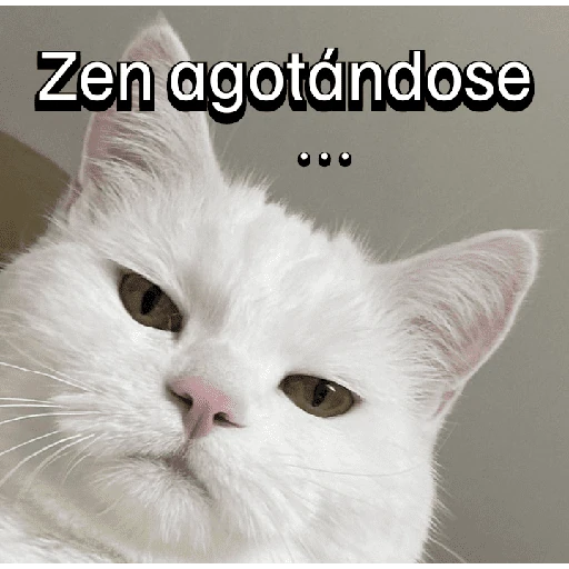 Gatitos con Estados Alterados