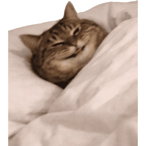 Gatos 2