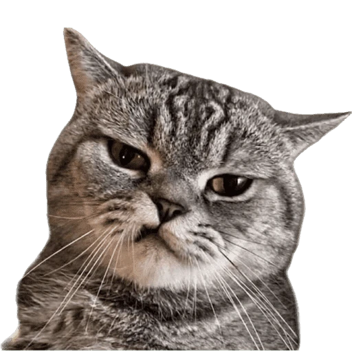 Gatos 2