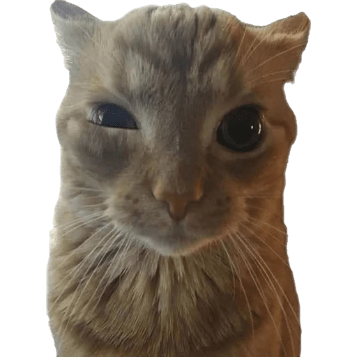 Gatos 2