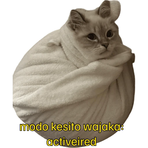 Gatos 2