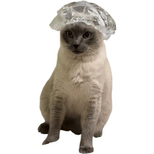 Gatos 2