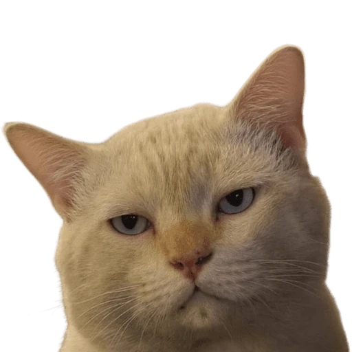 Gatos 2