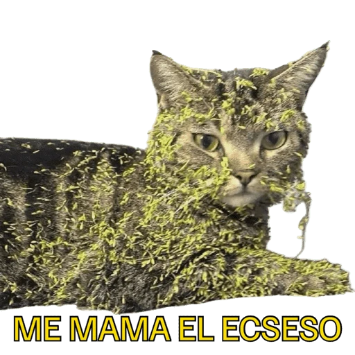 Gatos 2