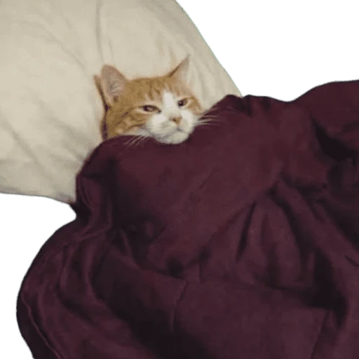Gatos 2