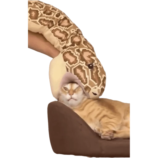 Gatos 2