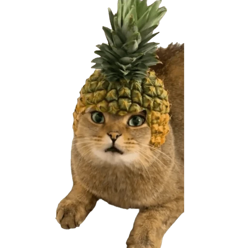 Gatos 2