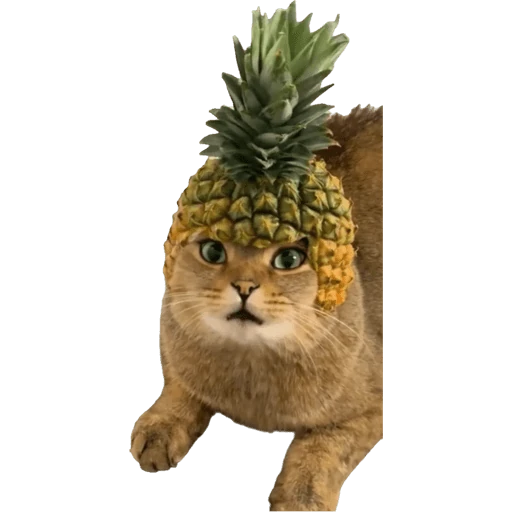 Gatos 2