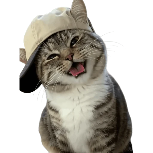 Gatos 2