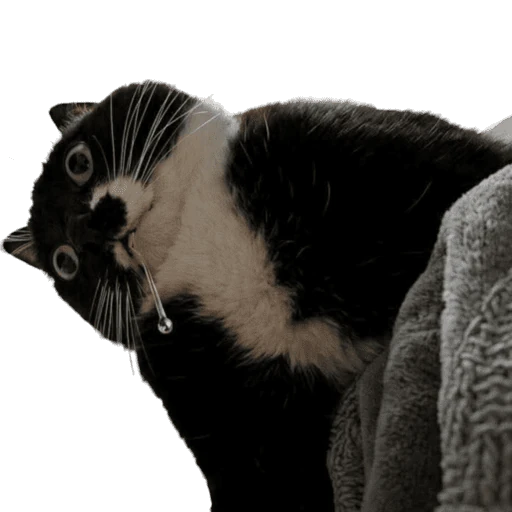 Gatos 2