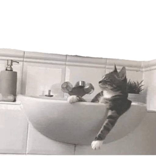 Gatos 2