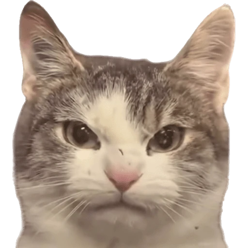 Gatos 2
