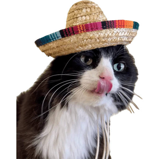 Gatos 2