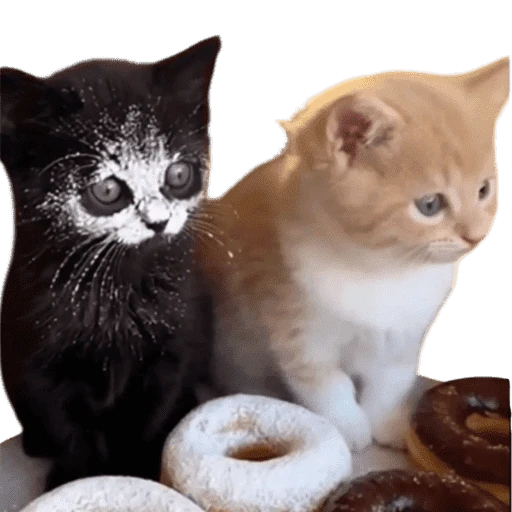 Gatos 2