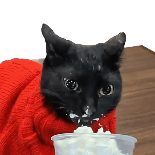 Gatos 2