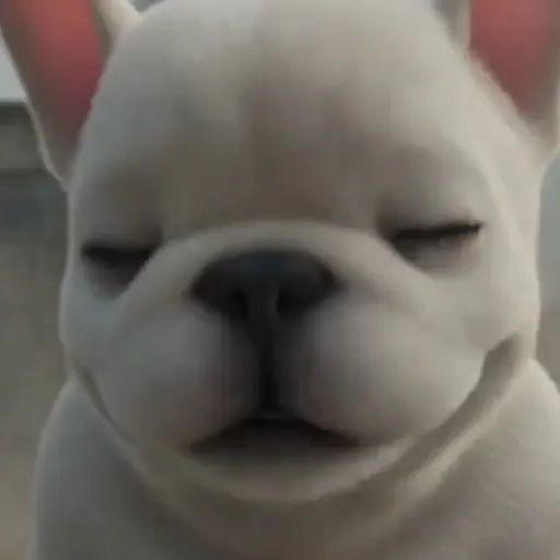 Perro Pibble 🐶