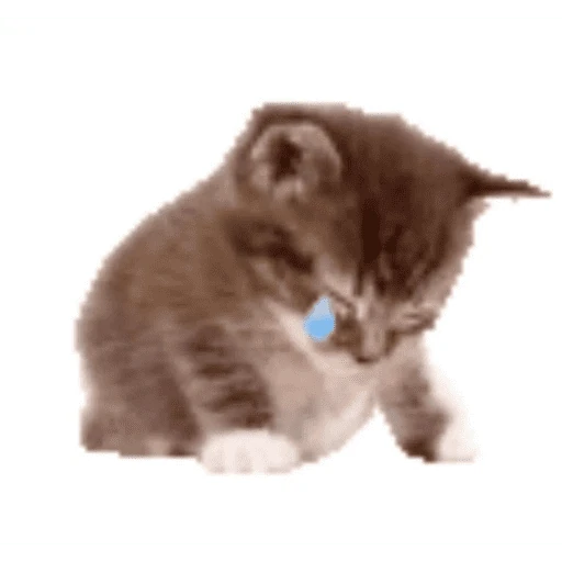 Calajo