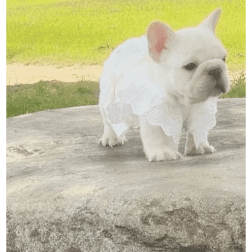 Calajo