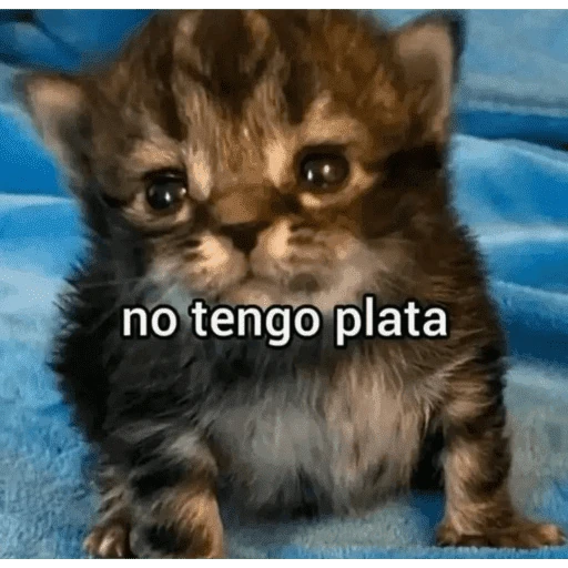 Calajo