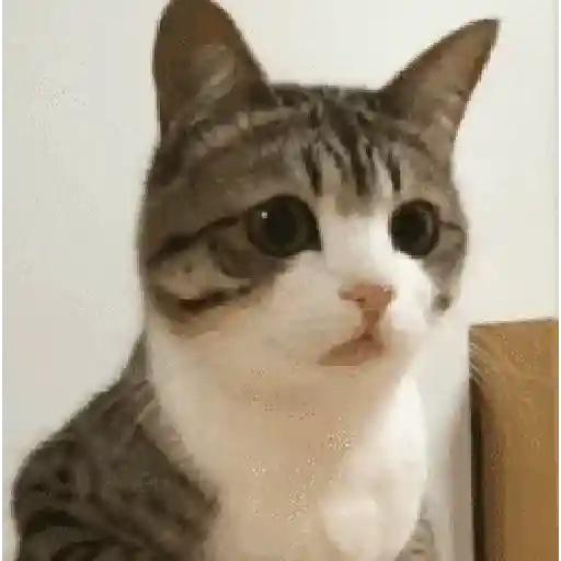 Gatos con Amor 4 😻❤️