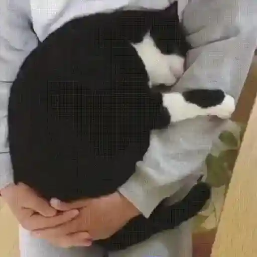 Gatos con Amor 4 😻❤️