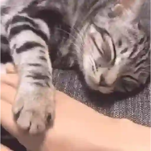 Gatos con Amor 4 😻❤️ preview