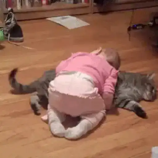 Gatos con Amor 4 😻❤️