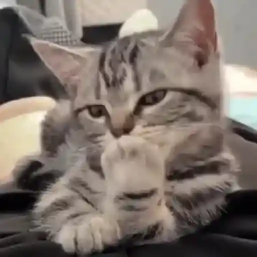 Gatos con Amor 4 😻❤️