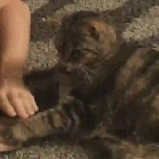 Gatos con Amor 4 😻❤️