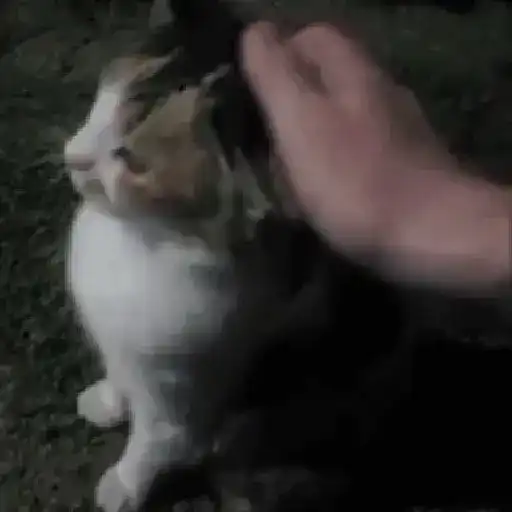Gatos con Amor 4 😻❤️