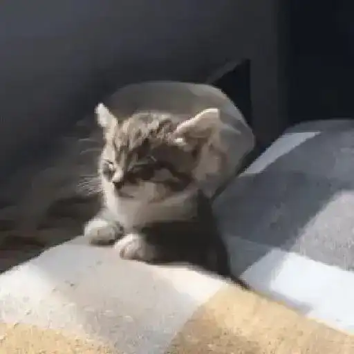 Gatos con Amor 4 😻❤️
