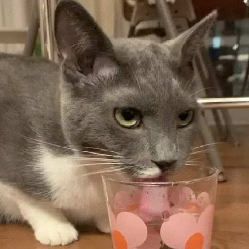 Gatos con Amor 4 😻❤️