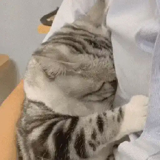 Gatos con Amor 4 😻❤️