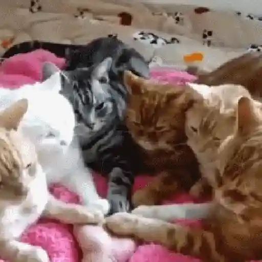 Gatos con Amor 4 😻❤️