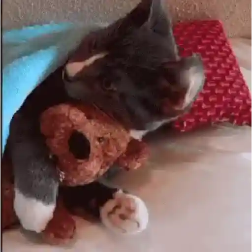 Gatos con Amor 4 😻❤️