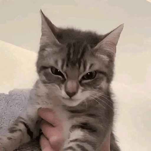 gatos