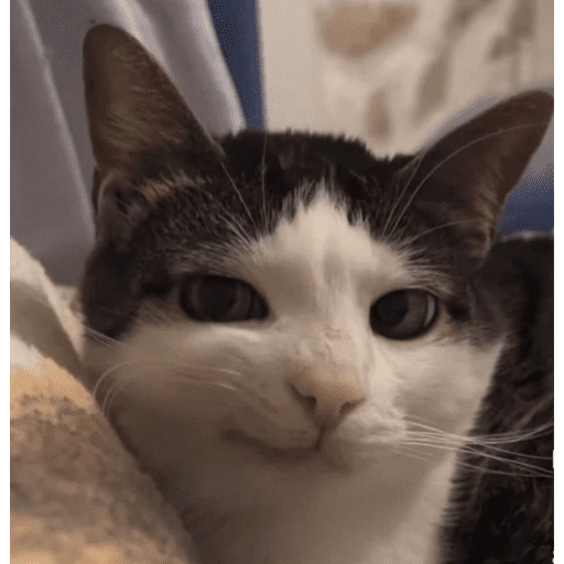 gatos