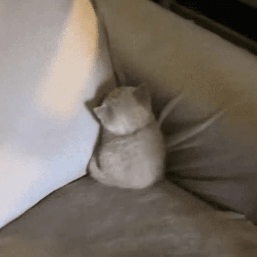 gatos