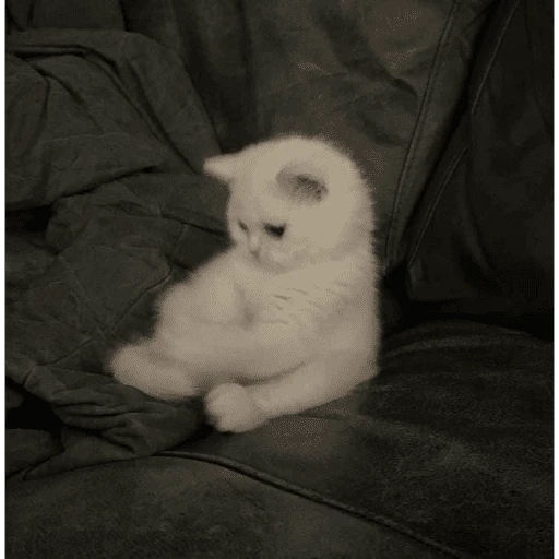 gatos