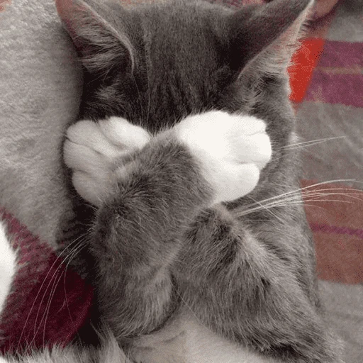 gatos