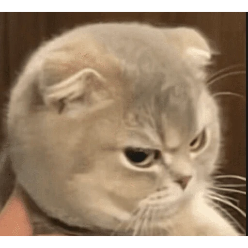 gatos