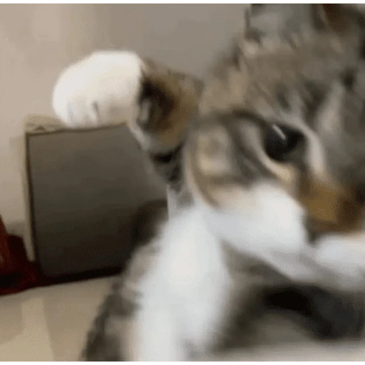 gatos