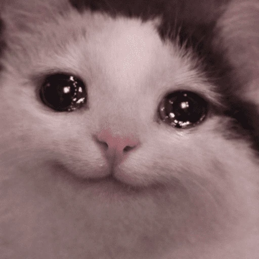 gatos