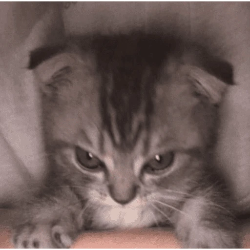 gatos