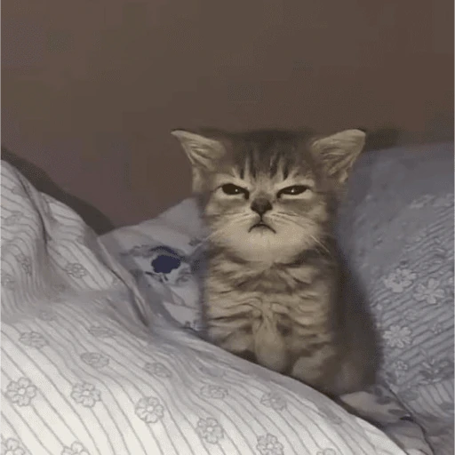 gatos