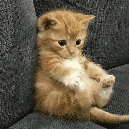 gatos